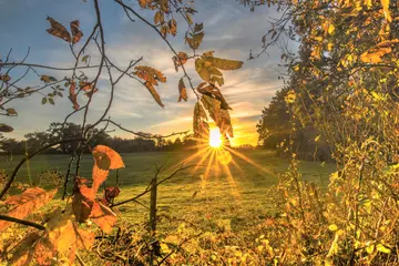 Stodmarsh Autumn Gold 