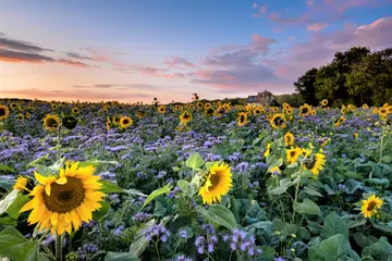 Hoath Sunflowers 3 X 2 3