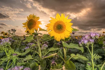 Hoath Sunflowers Close Up 3 X 2 3