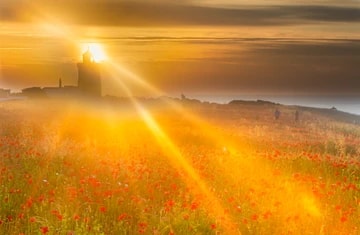 South Foreland Poppies 70 mm