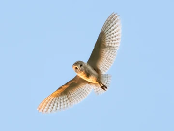 Barn Owl 3