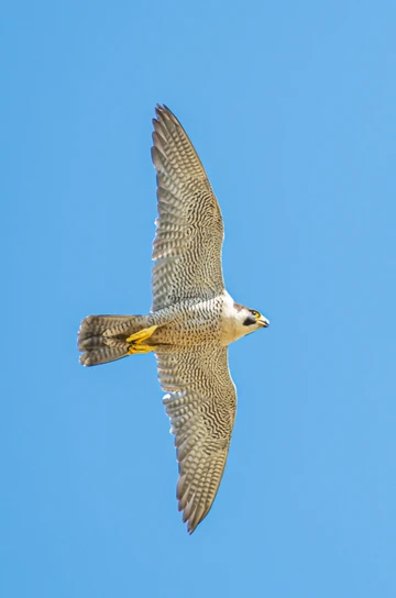 Peregrine falcon portrait 3:2