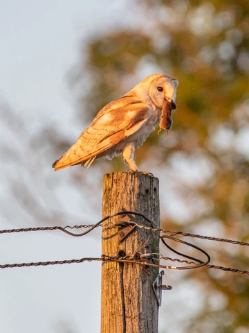 Barn Owl 6 With Mouse On Pole 