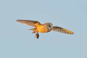 Barn Owl 5 Flying With Mouse 