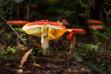 Mushrooms Fly Agaric 