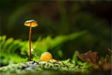 Mushrooms 2 