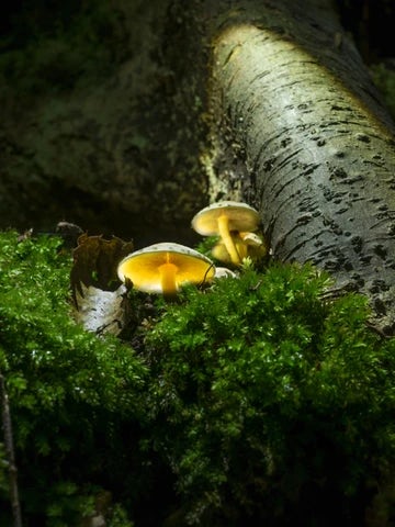 mushrooms 3