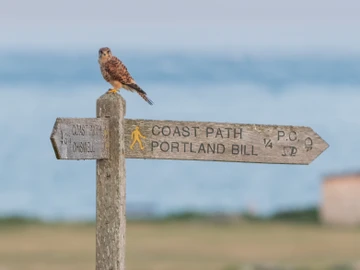 Portland Bill Kestrel 