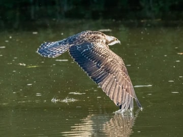 Osprey On Water 2