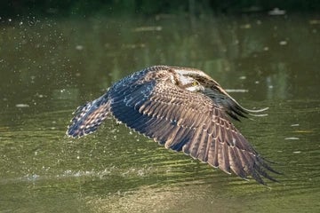 Osprey On Water 1