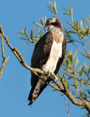 Osprey Portrait 