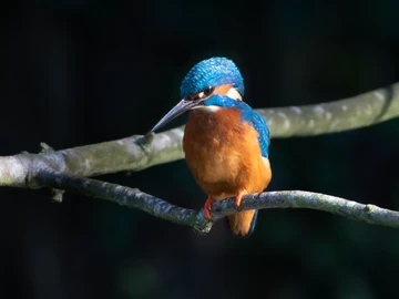 Kingfisher