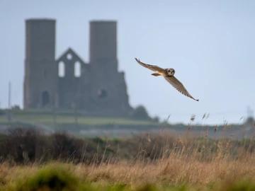 Short Eared Owl And Reculver Towers 