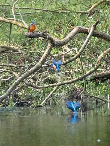 Kingfisher Diving 