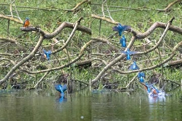 Kingfisher Diving Chilham 