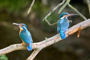 Kingfishers on The Kentish Stour.