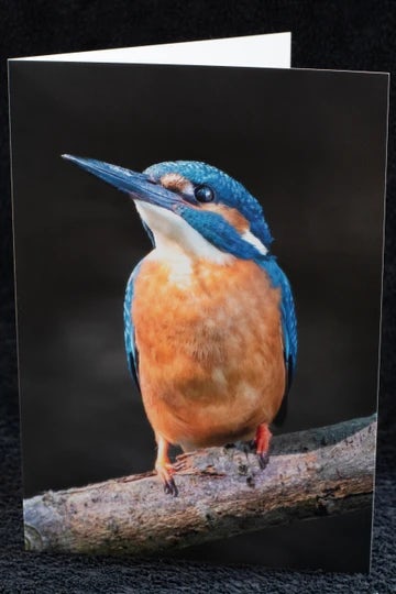 Kingfisher on The Stour  card
