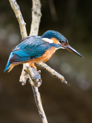Kingfisher thinking of diving