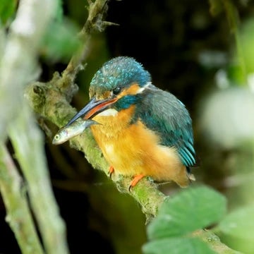 Kingfisher with stickleback