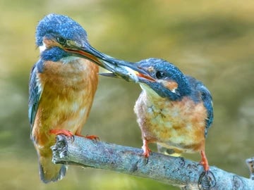 Kingfishers food pass 