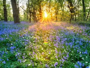 Hersden Bluebells