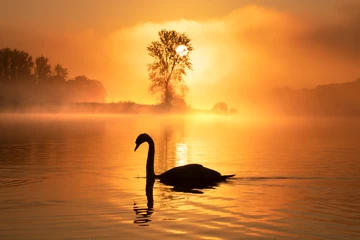 Bough Beech Sunrise with obliging swan