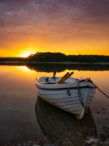 Bough Beech at sunset with lucky No.8