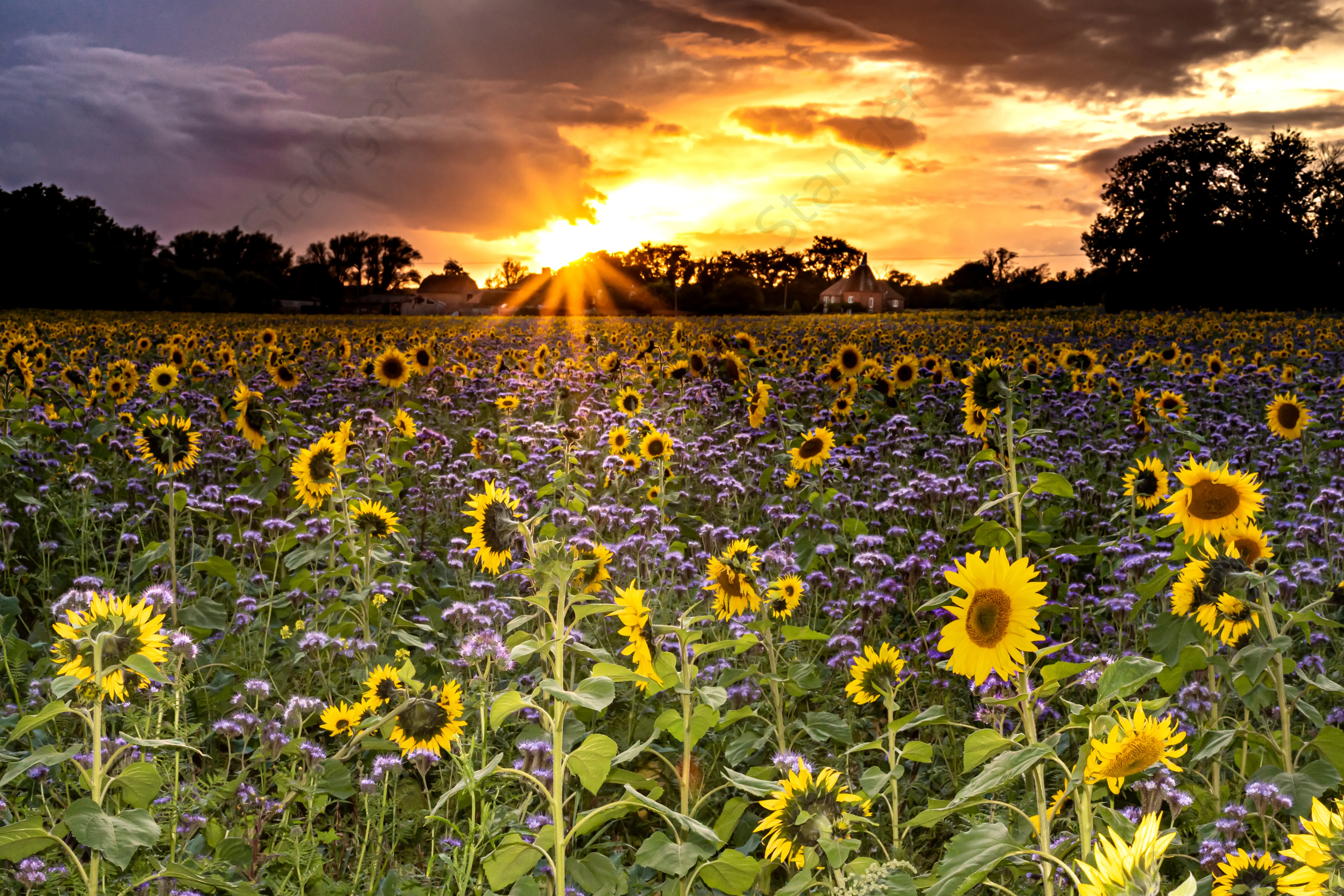 Hoath Sunflowers Oast 3