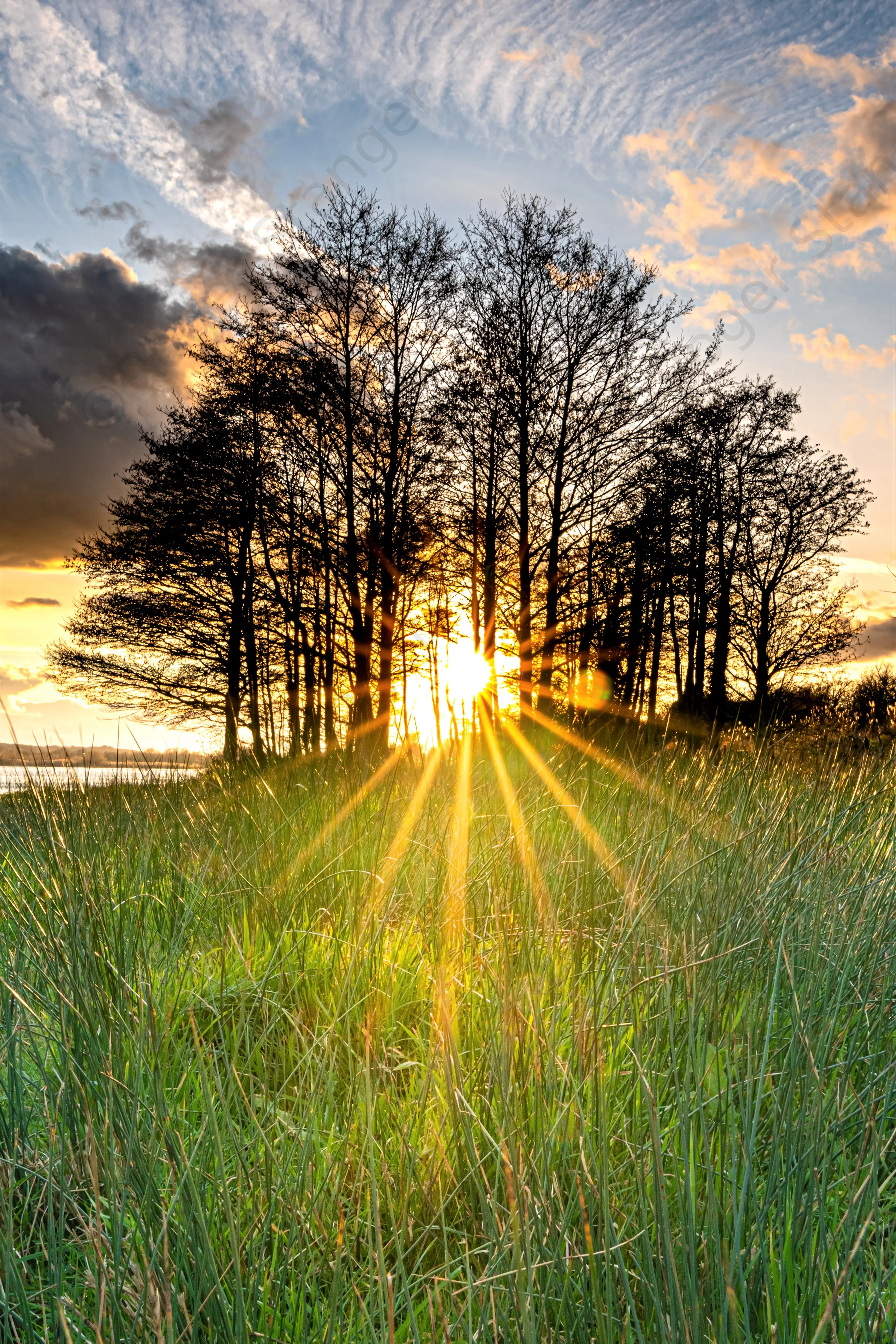 Hersden Chislet Sunstars Portrait