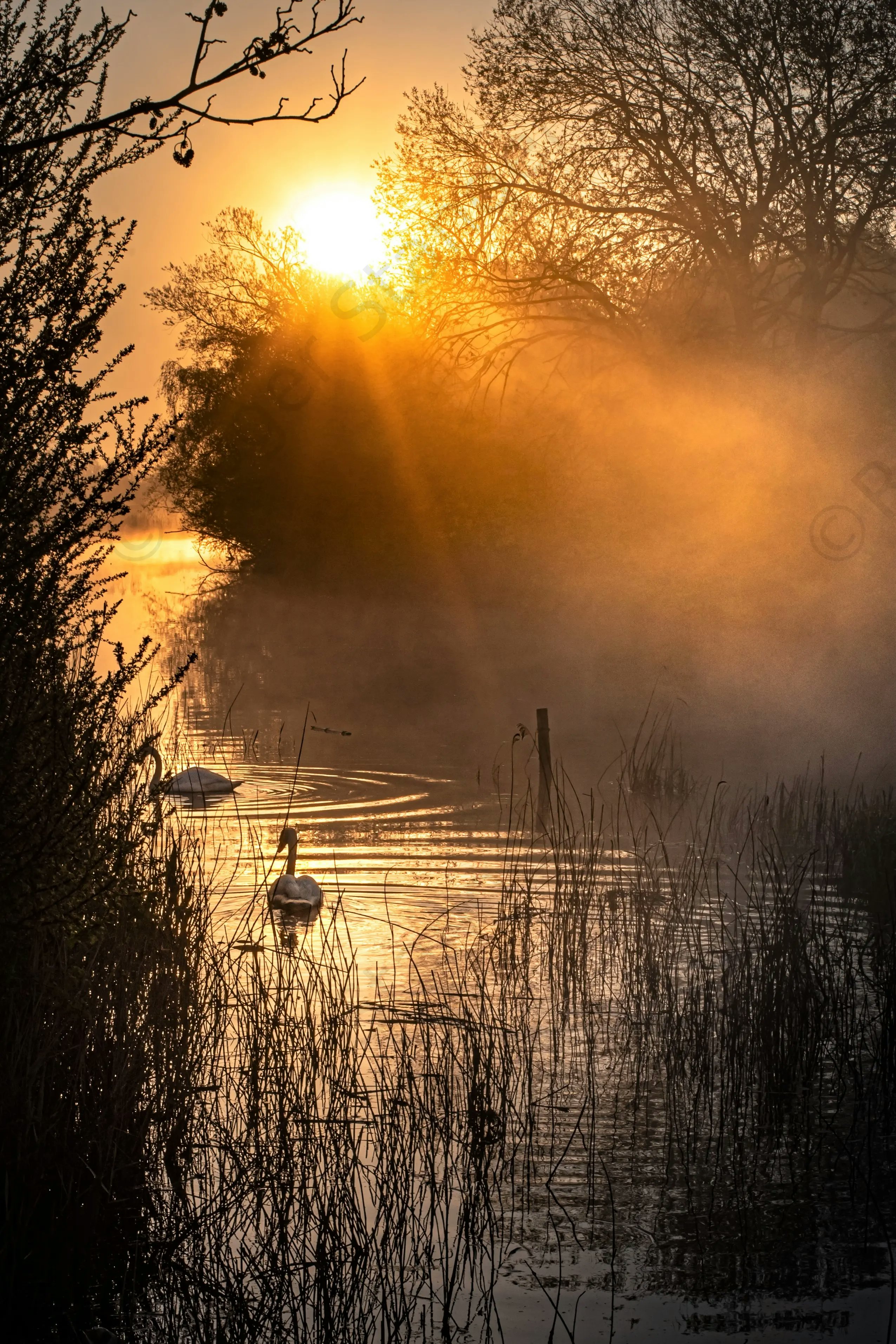 Swans at dawn at Grove Ferry 