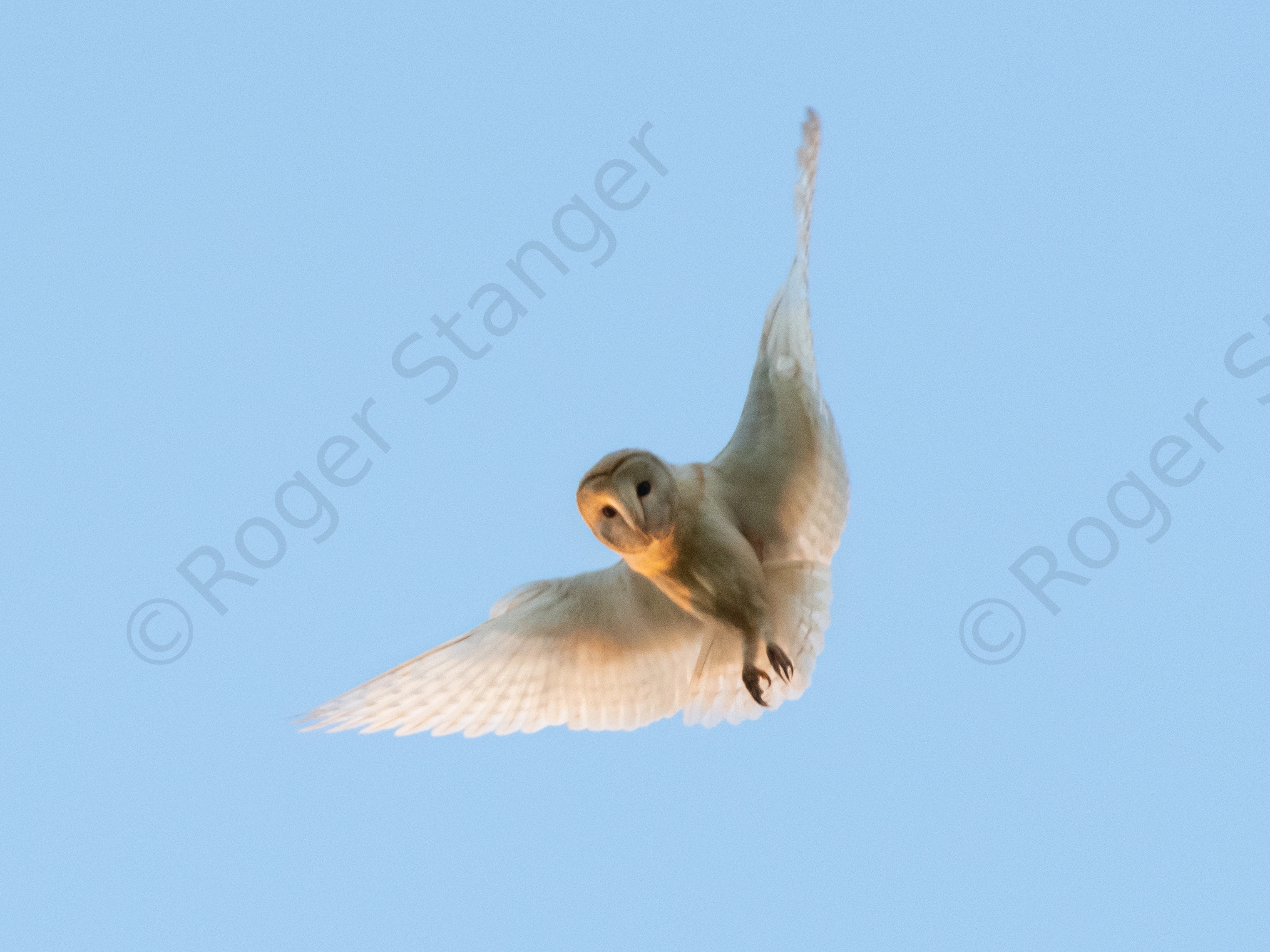 Barn Owl 4 hunting