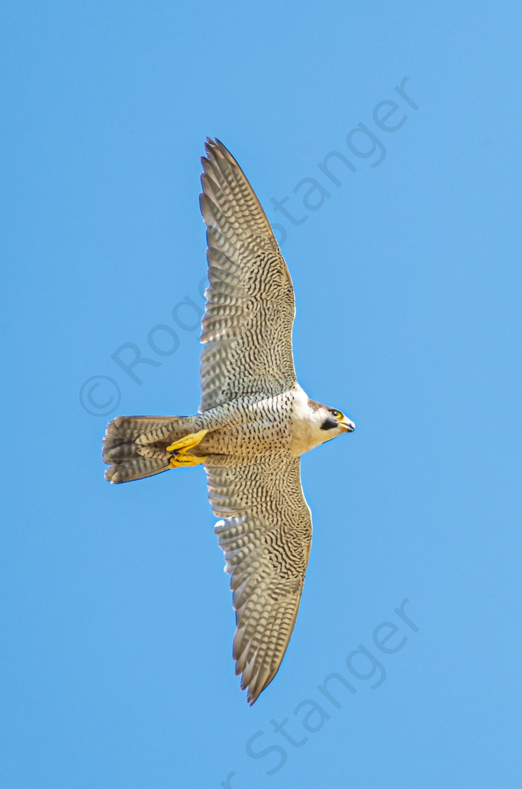 Peregrine falcon portrait 3:2