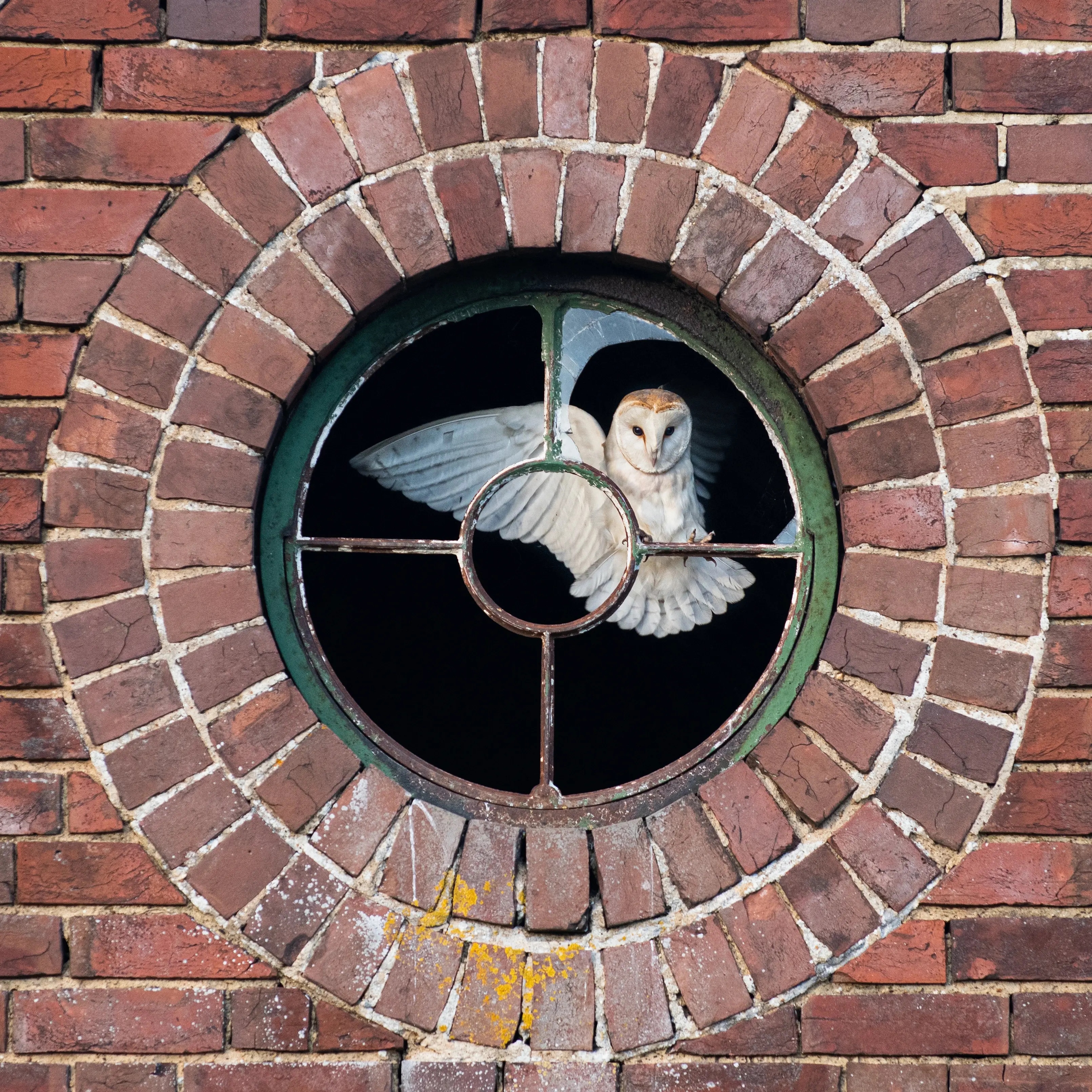 Barn Owl In Bulls Eye Window 1:1