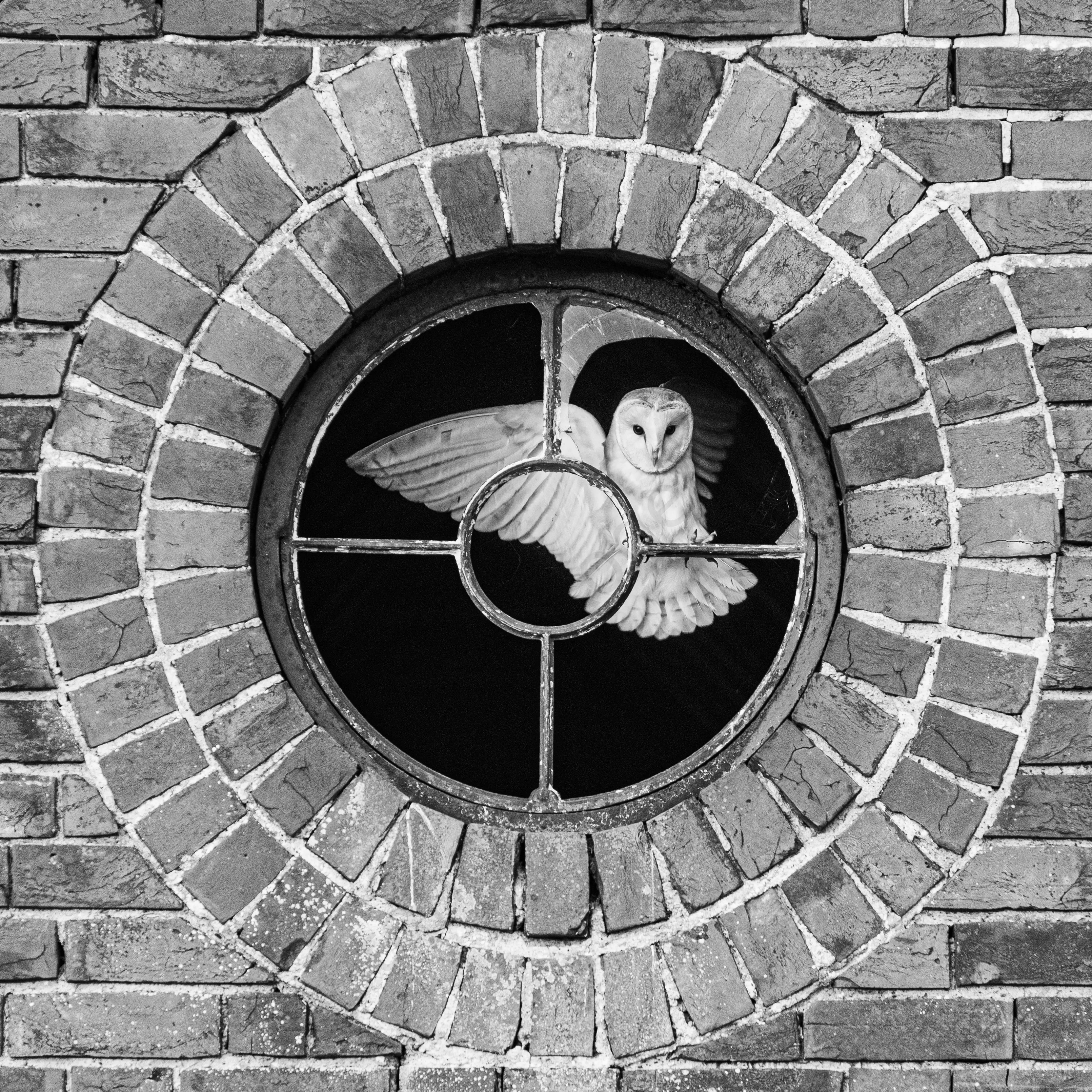 Barn Owl In Bulls Eye Window B And W