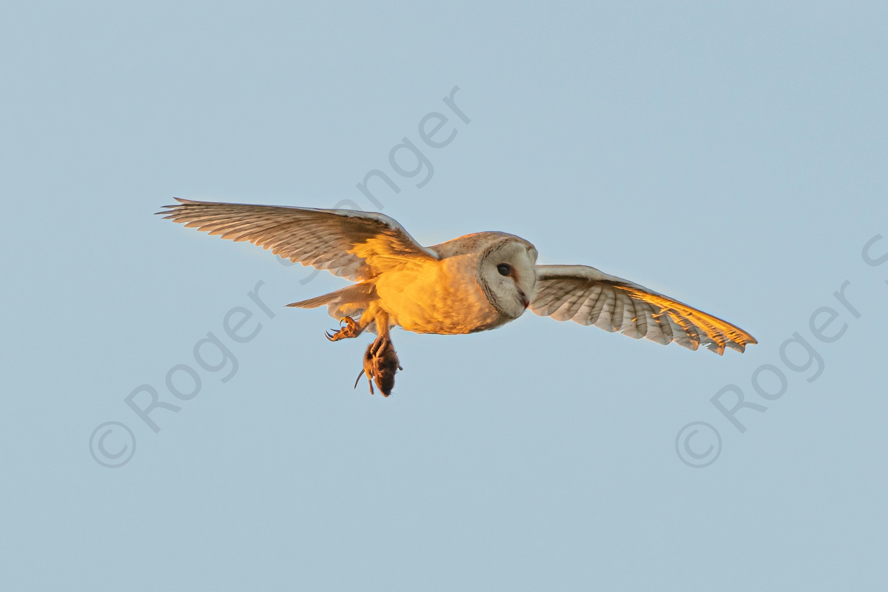 Barn Owl 5 Flying With Mouse 