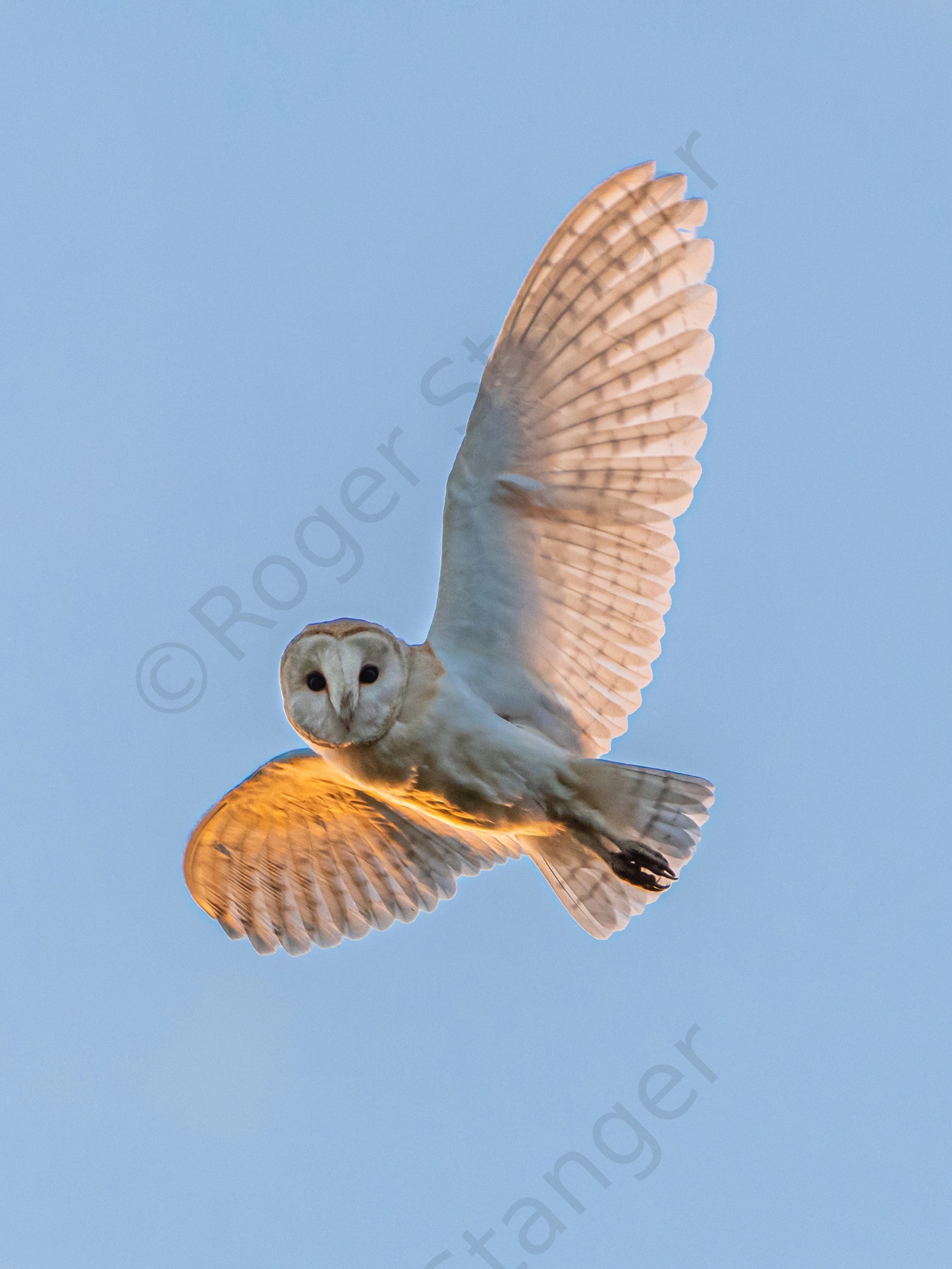 Barn Owl in flight 1