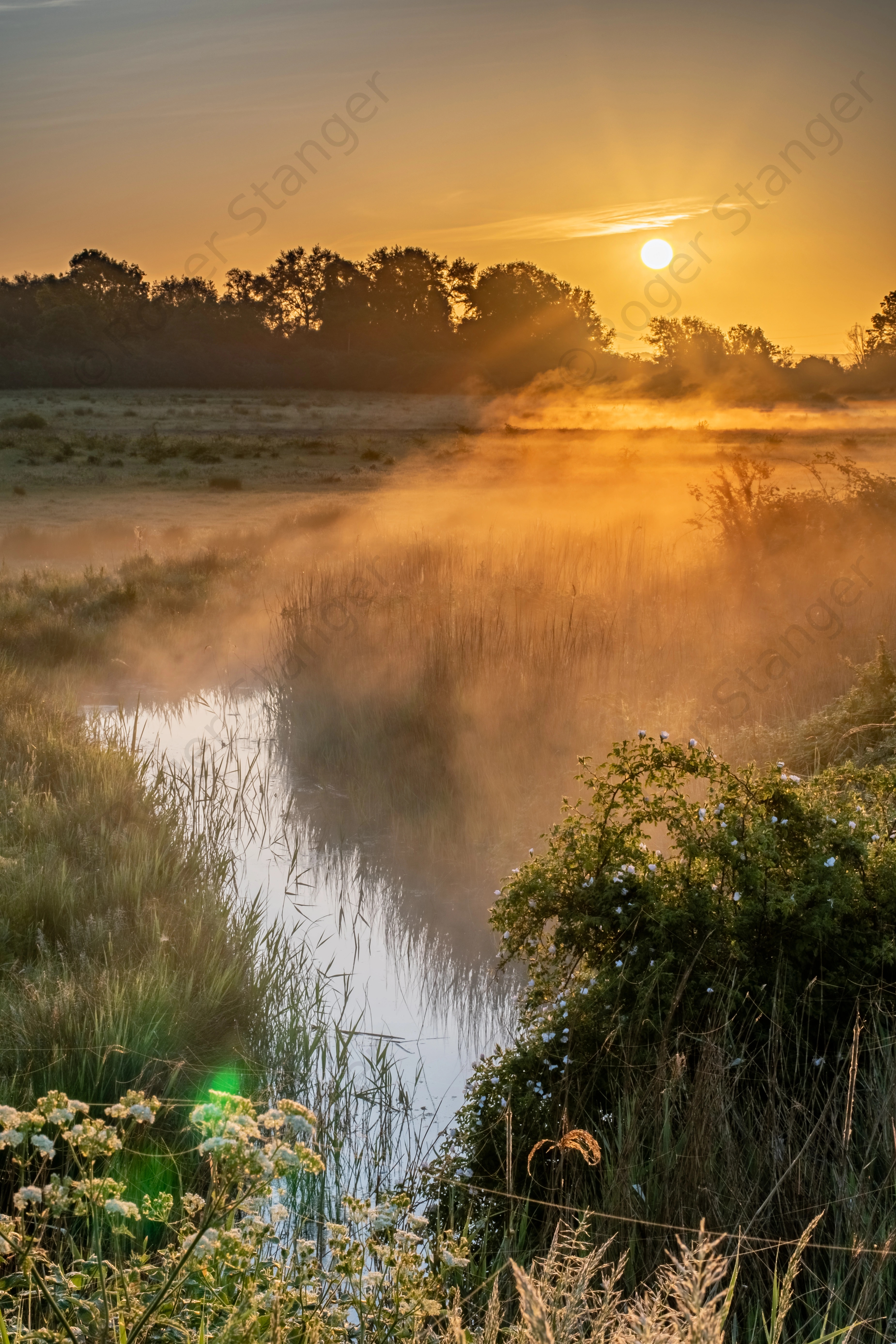 Stodmarsh, Grove Ferry, First Light Sunrise Portrait