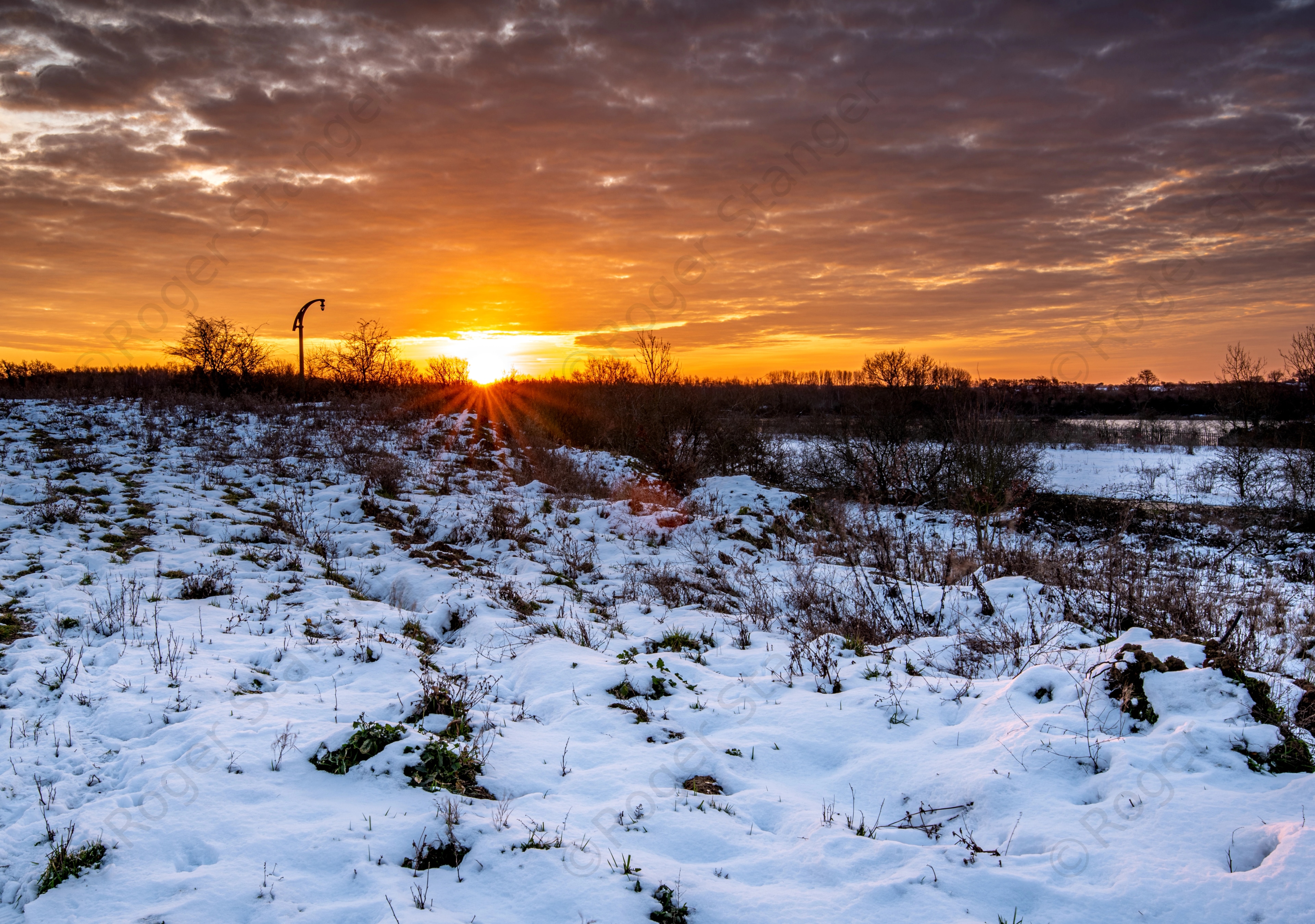 Hersden Hoplands Snow 2