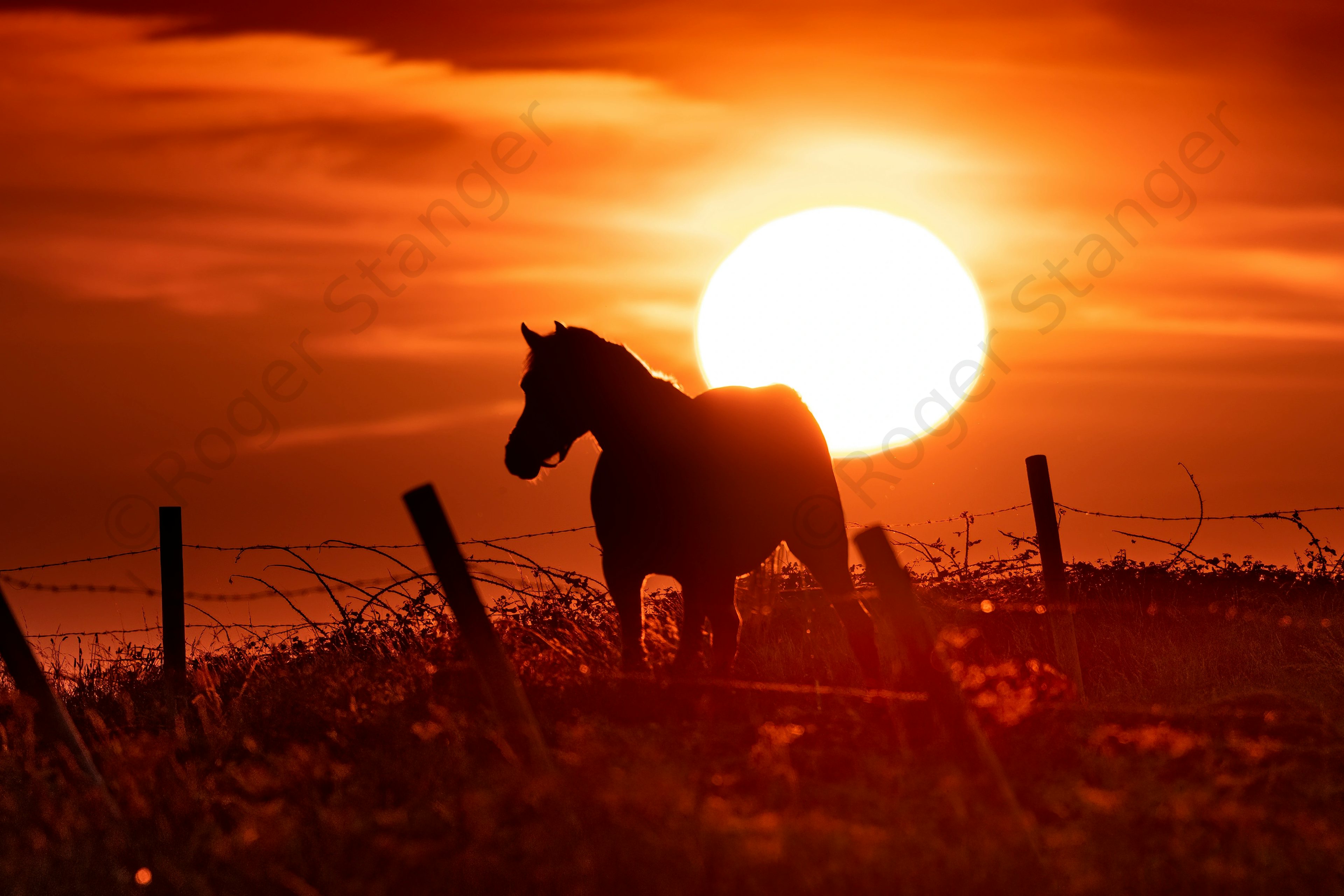 Horse at sunset 