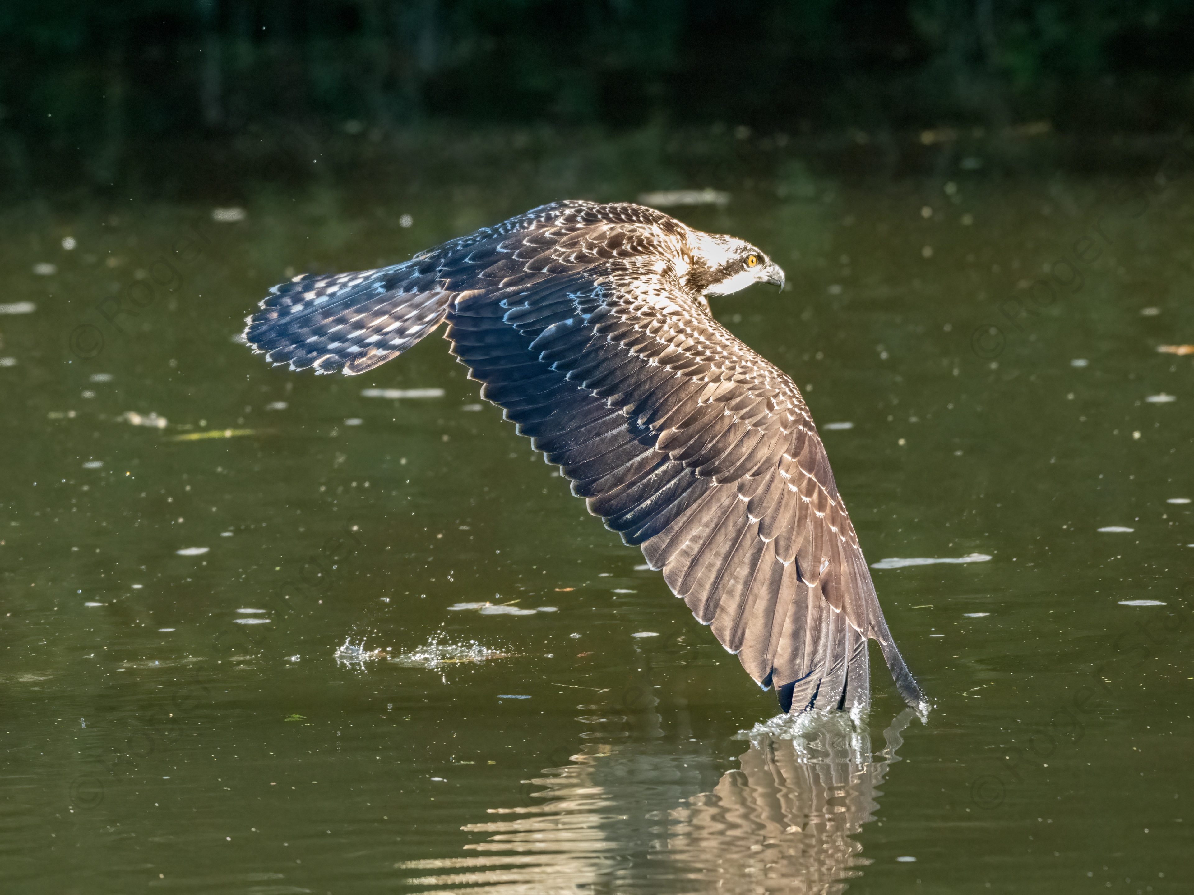 Osprey On Water 2