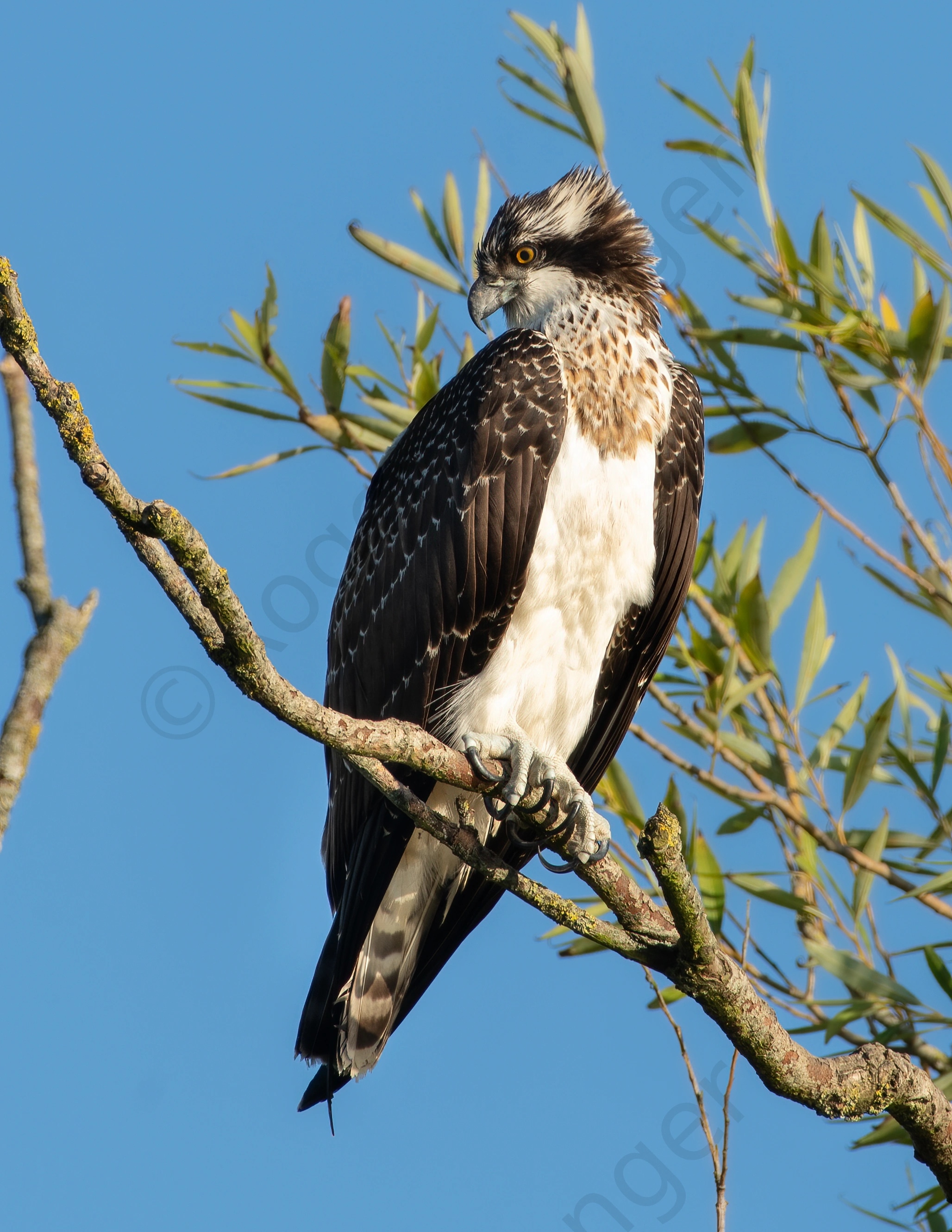 Osprey Portrait 