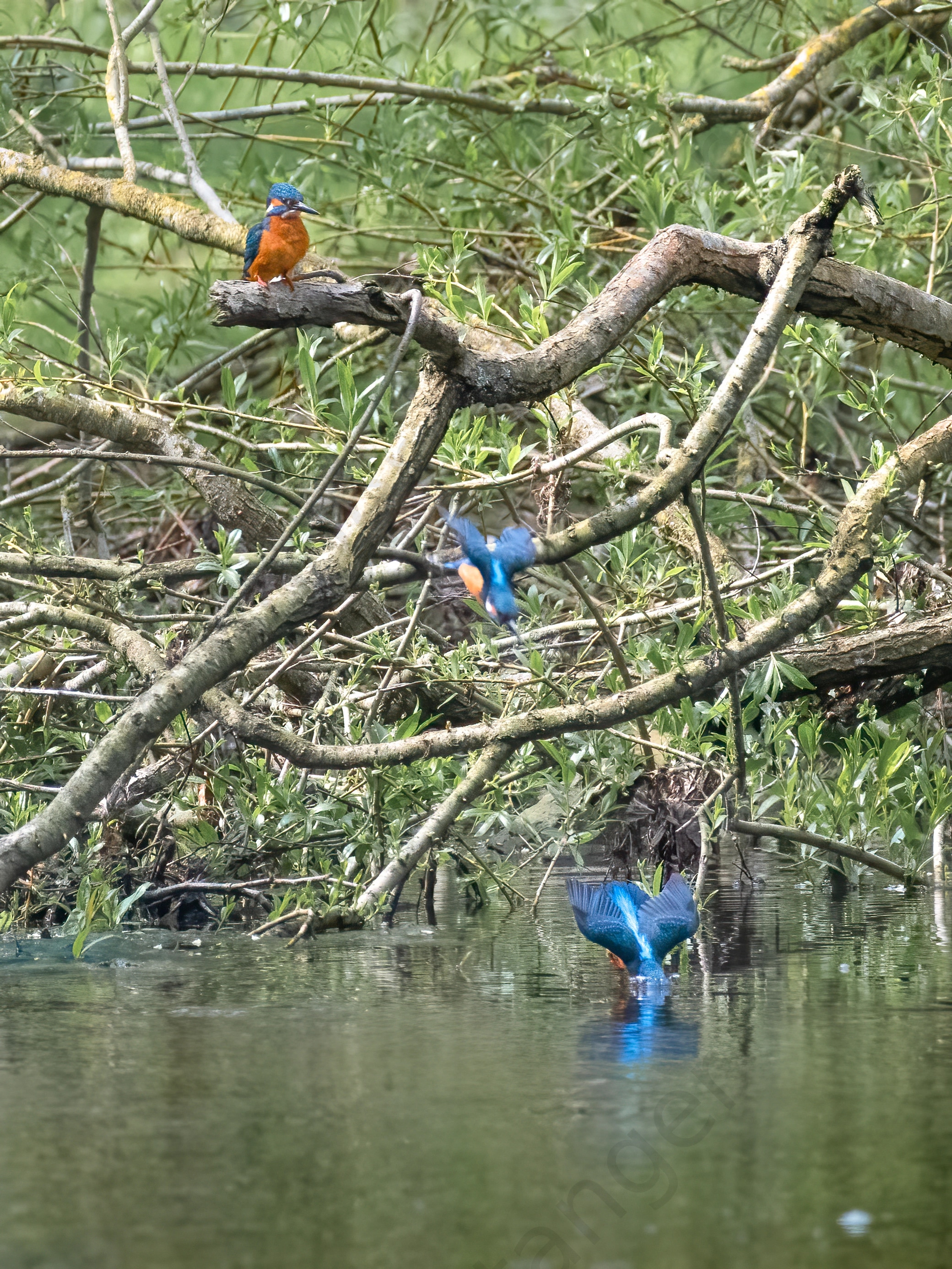 Kingfisher Diving 