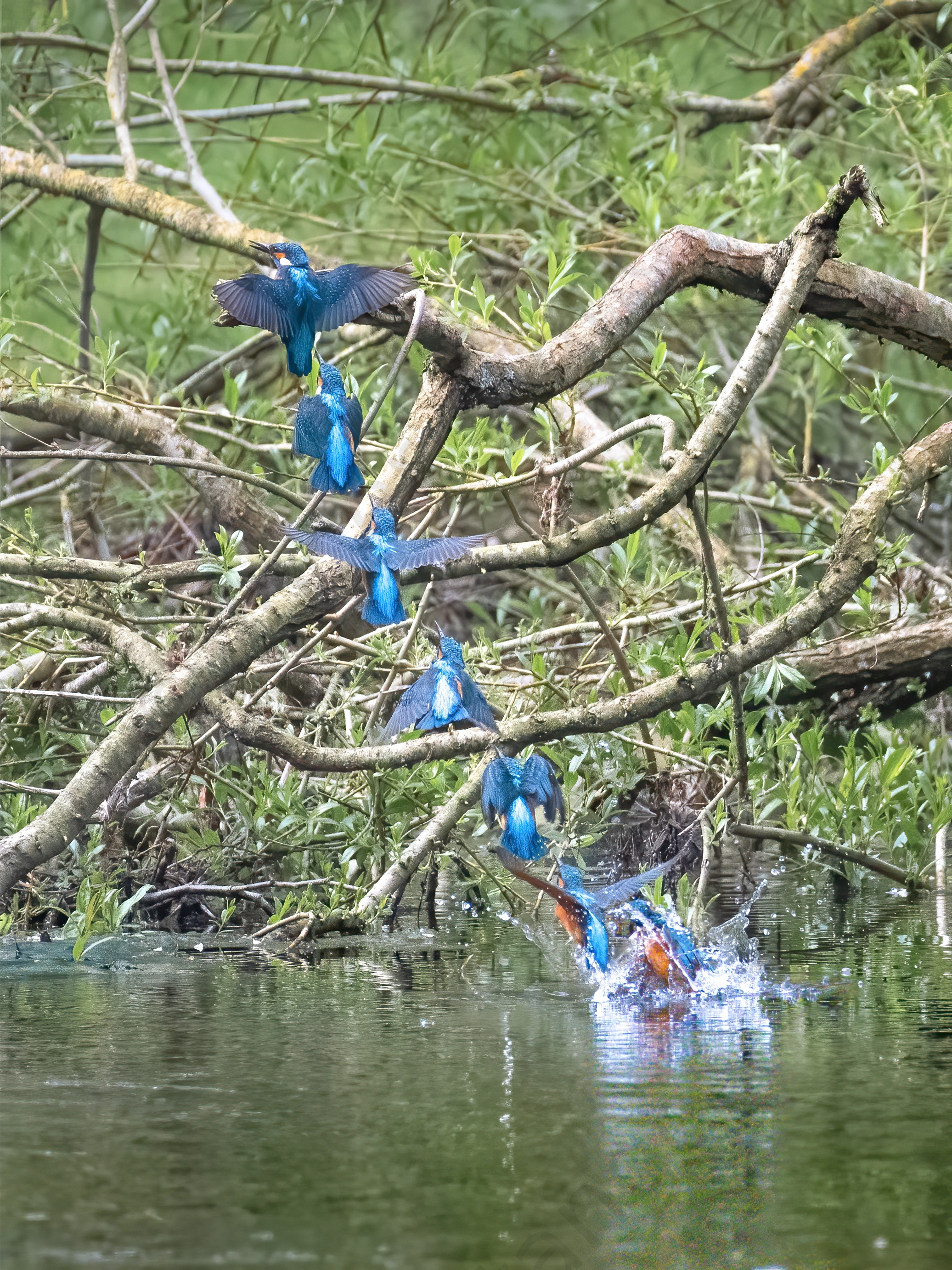 Kingfisher Diving