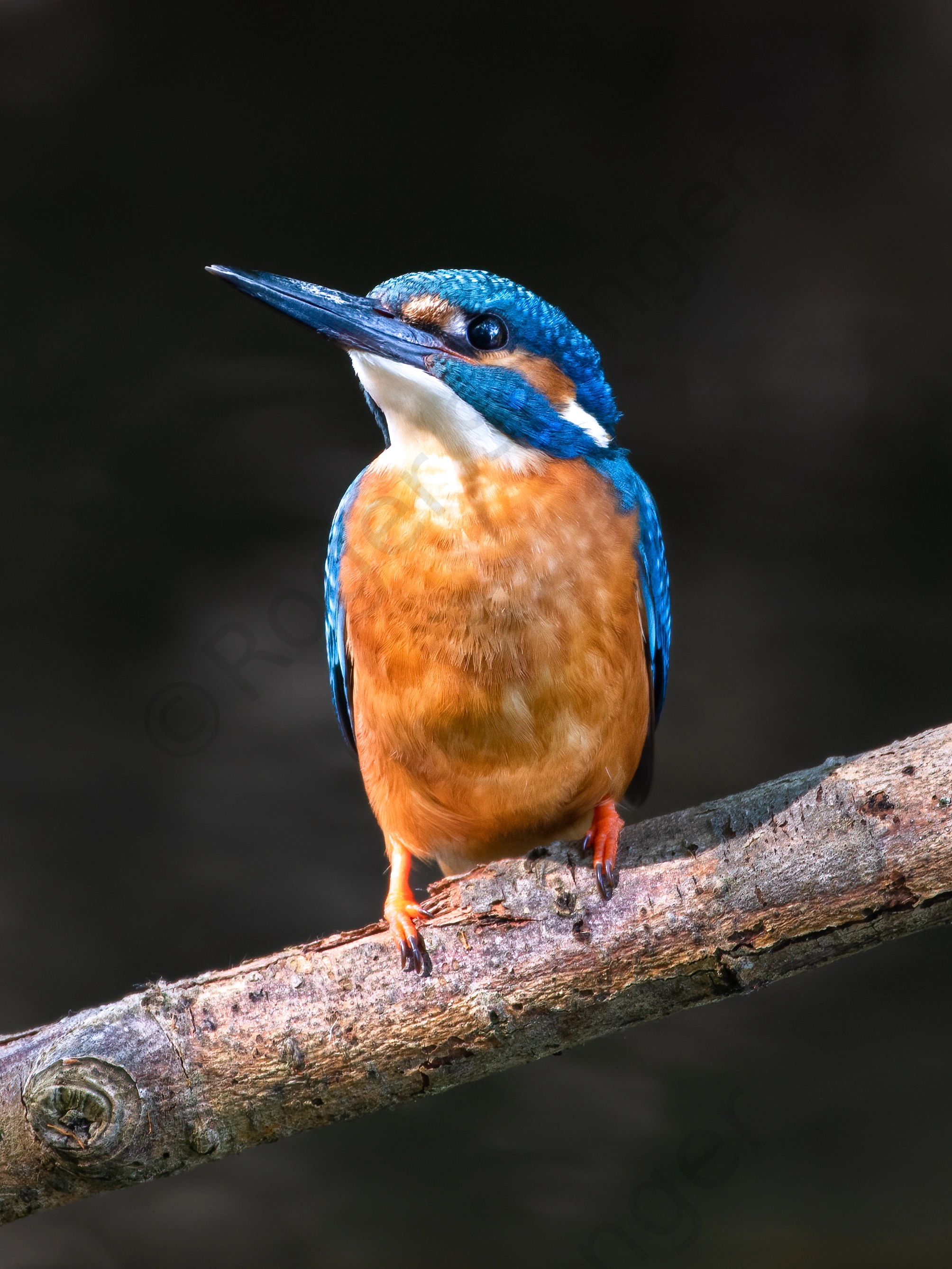 Kingfisher on The Kentish Stour