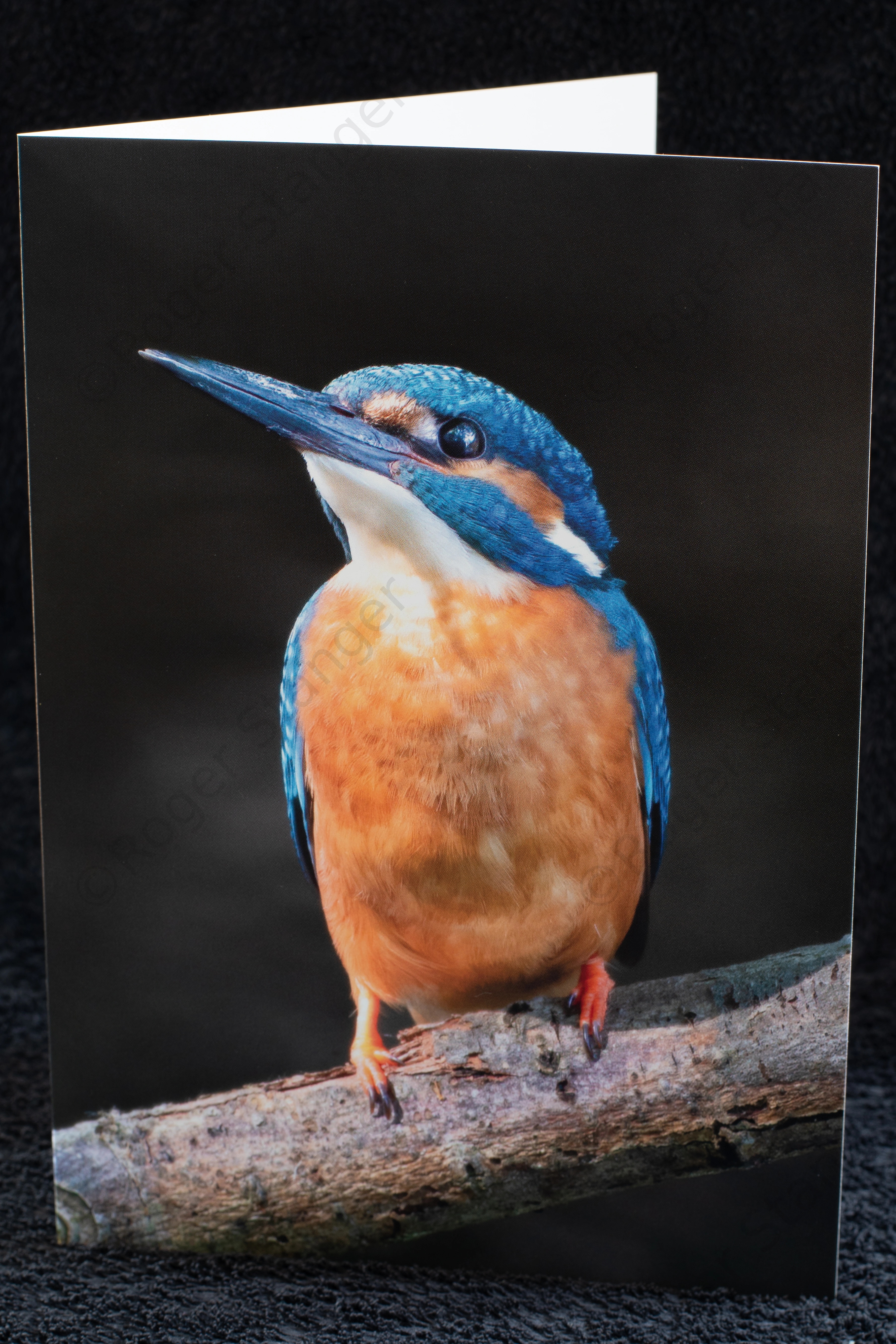 Kingfisher on The Stour  card