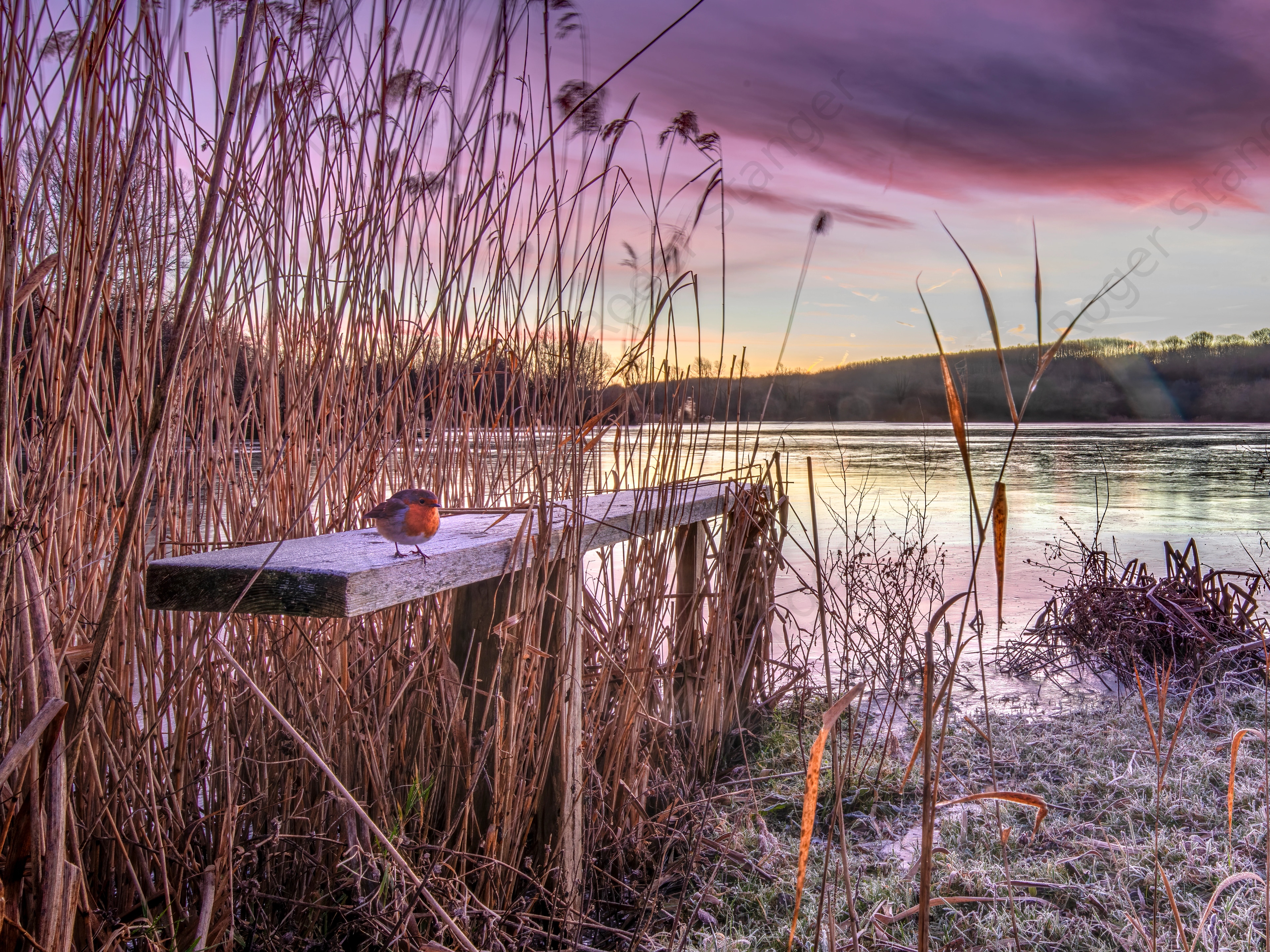 Fordwich Lake Sunrise Ice and a Robin