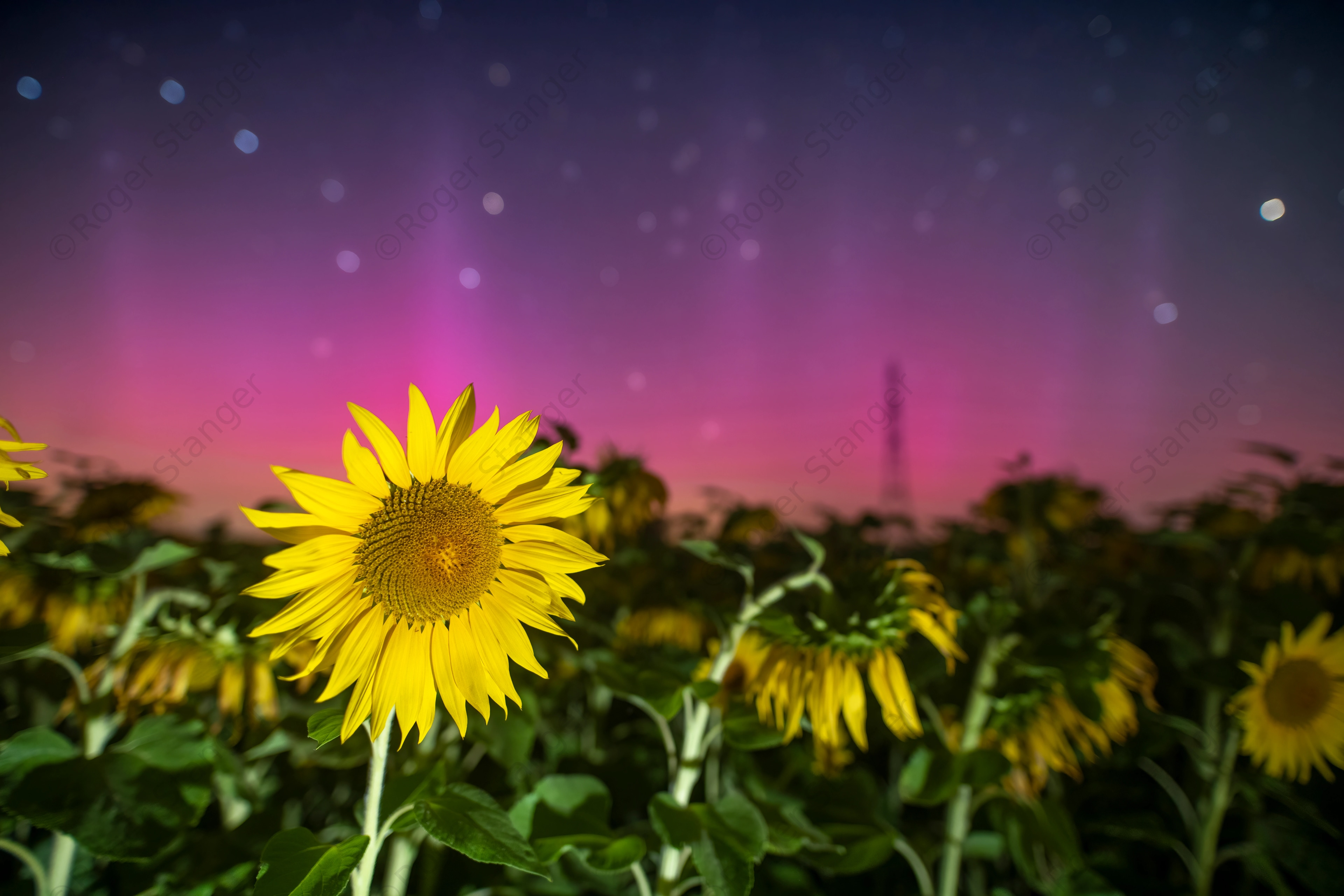 Aurora and Cut End Sunflowers 