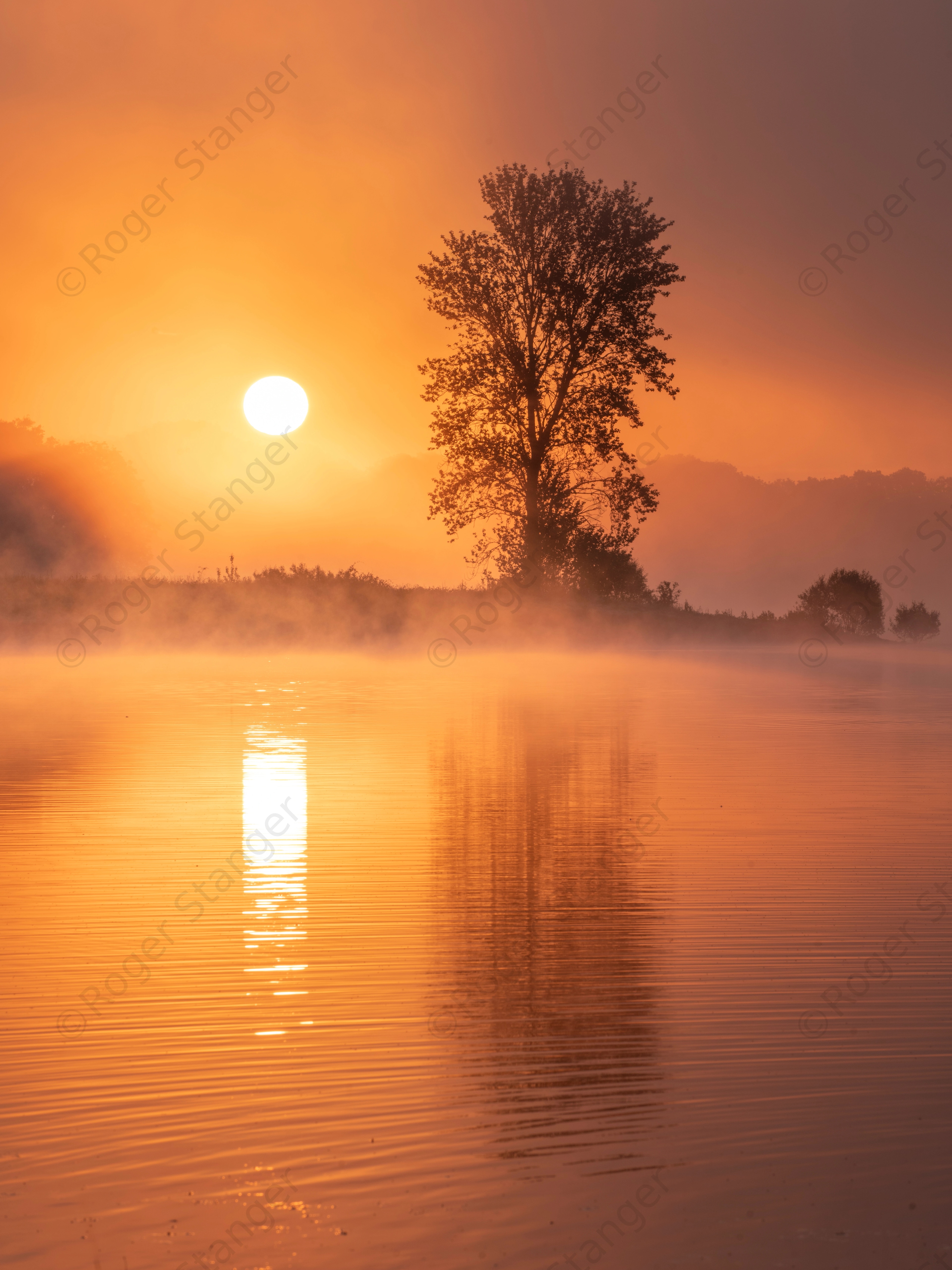 Bough Beech Sunrise From Betty's Wood