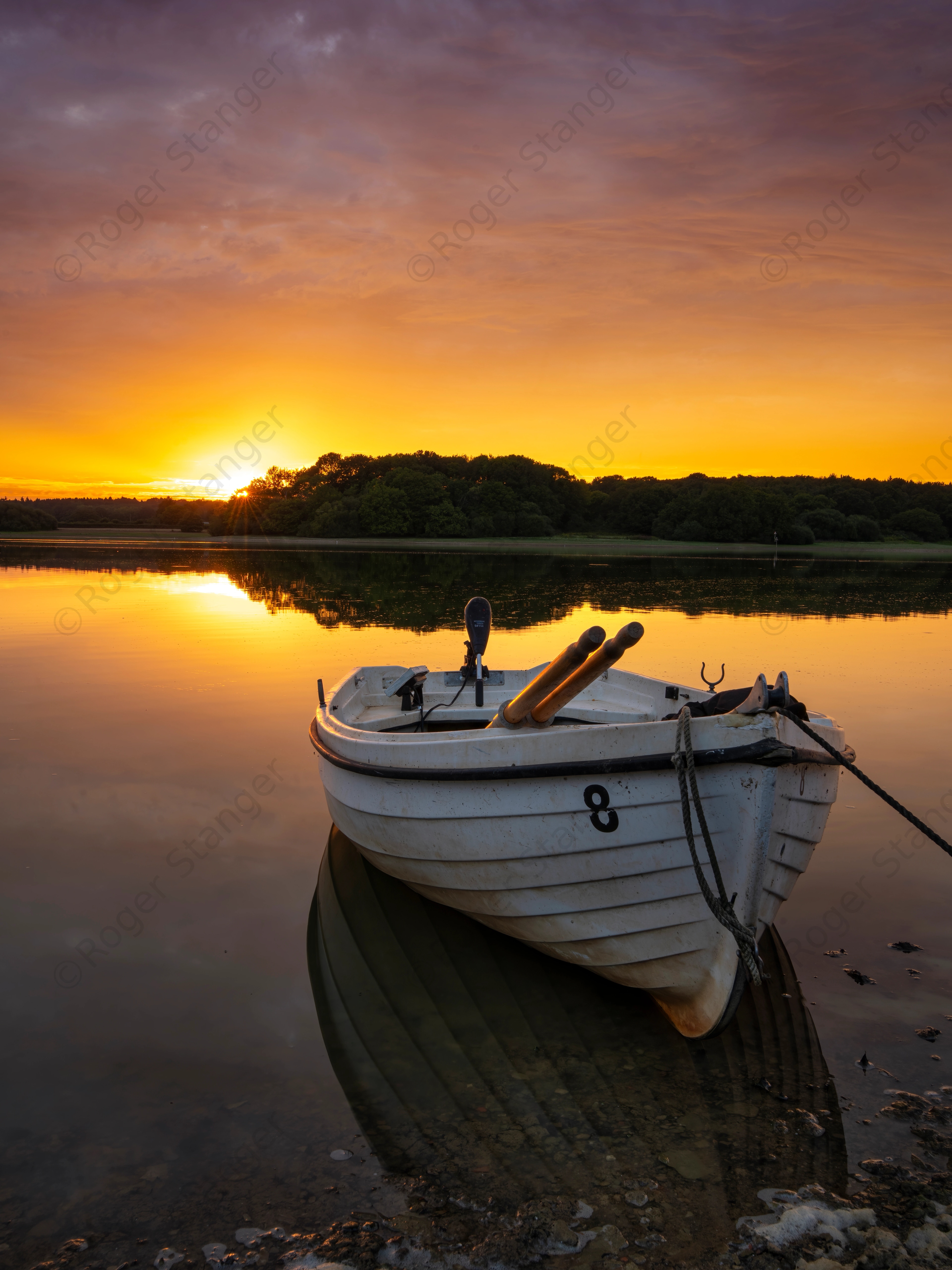 Bough Beech at sunset with lucky No.8