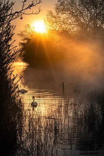 Swans at dawn at Grove Ferry 